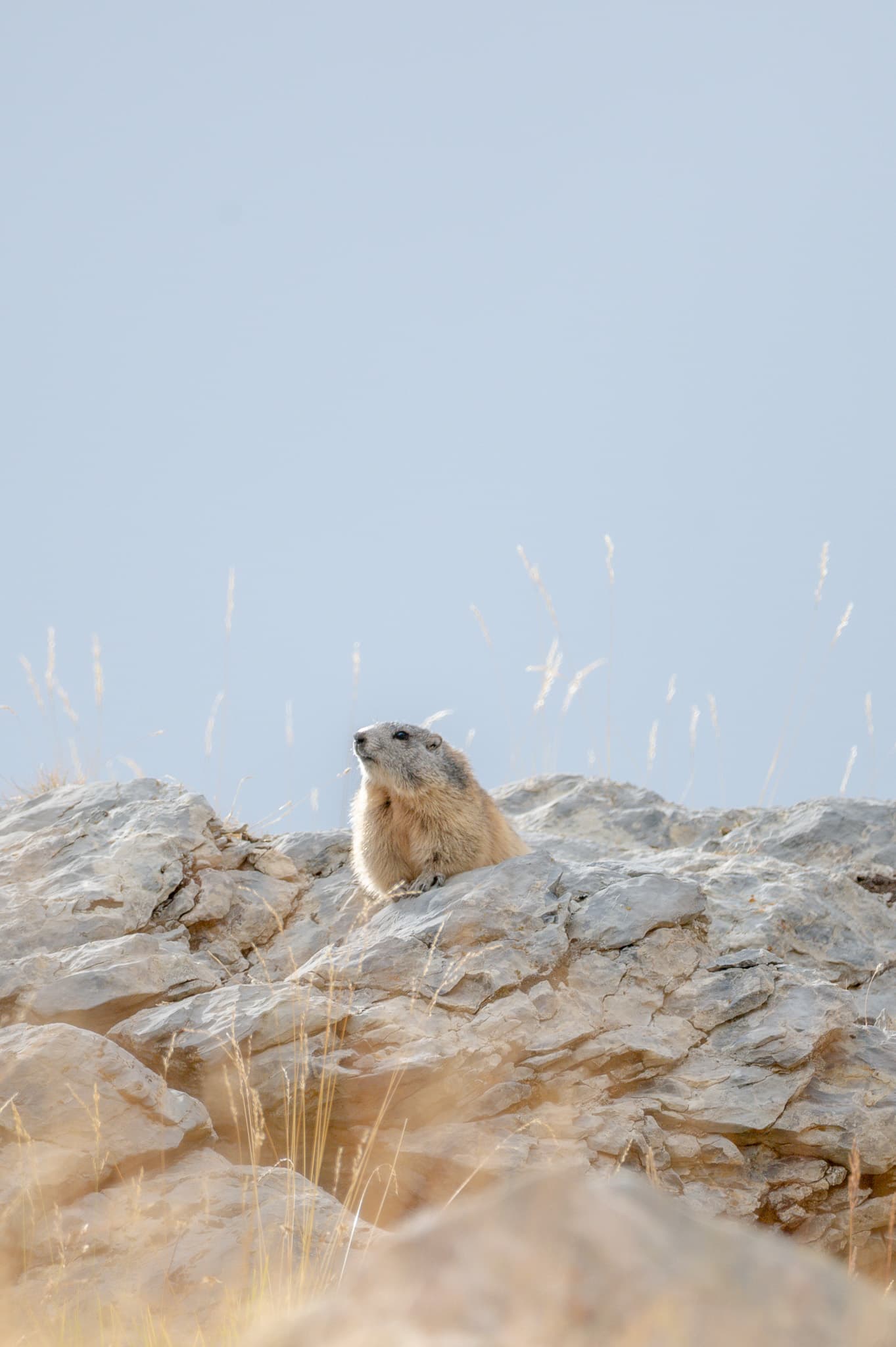 Animaux