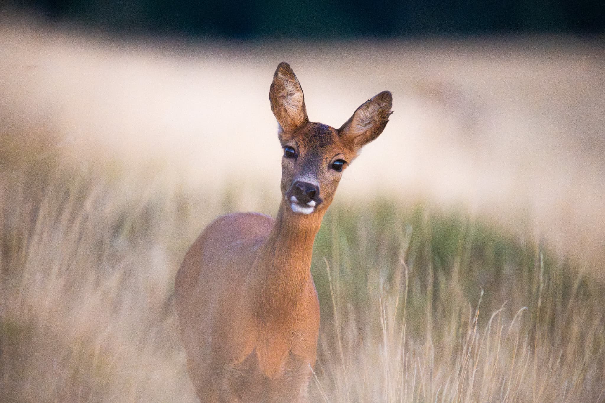 Animaux
