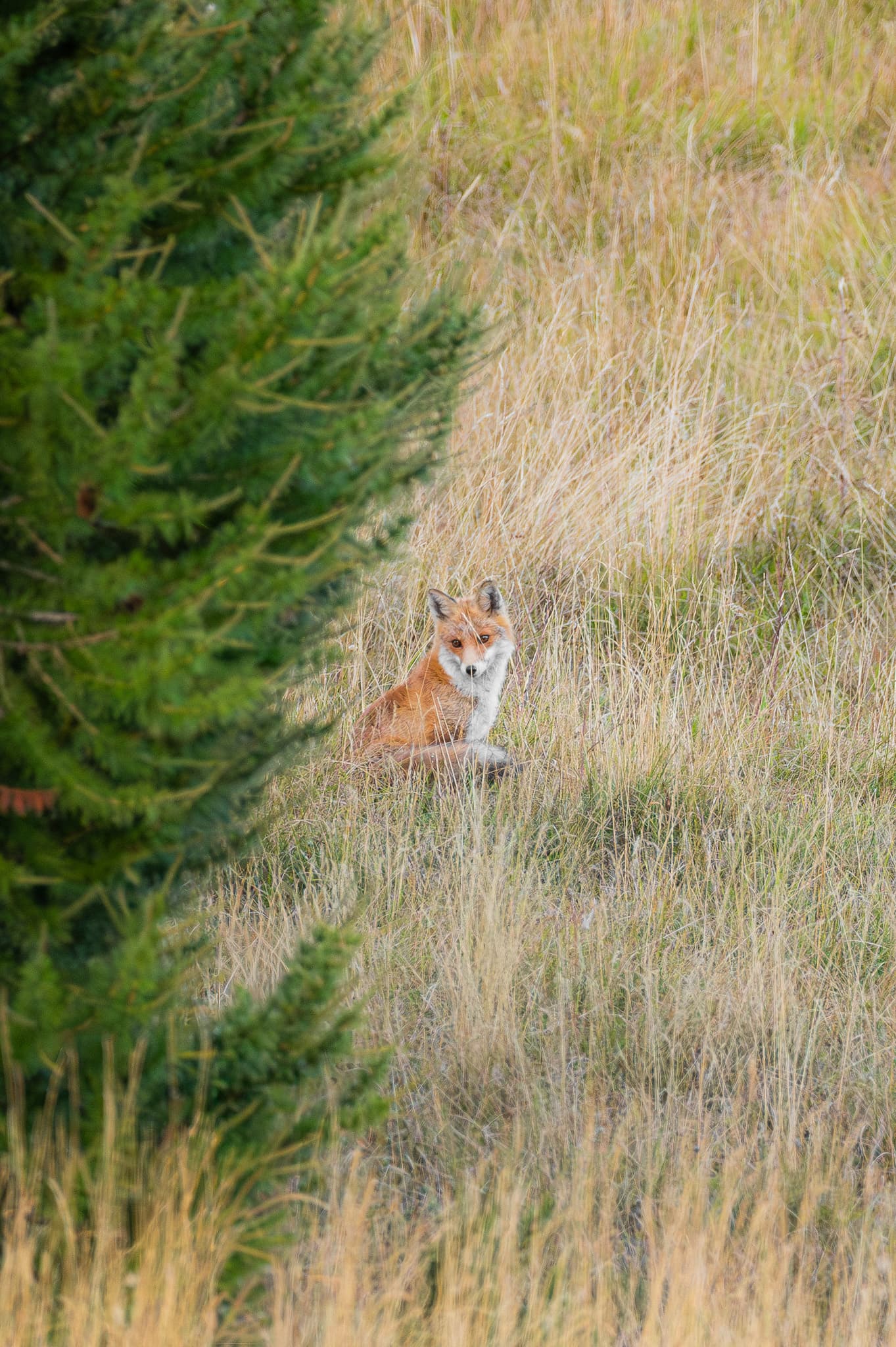 Animaux