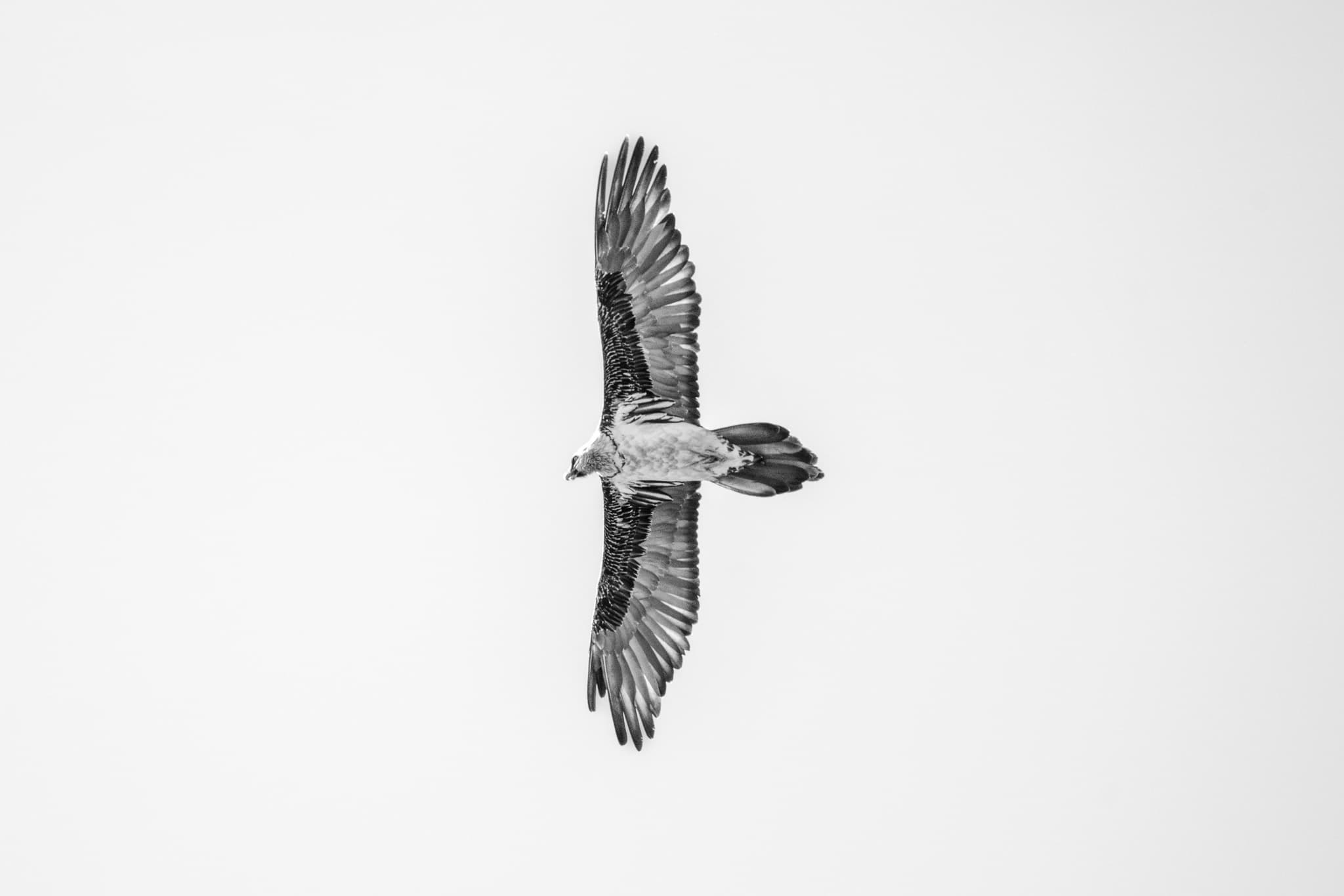 Animaux